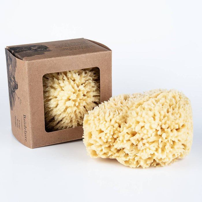 sea sponge