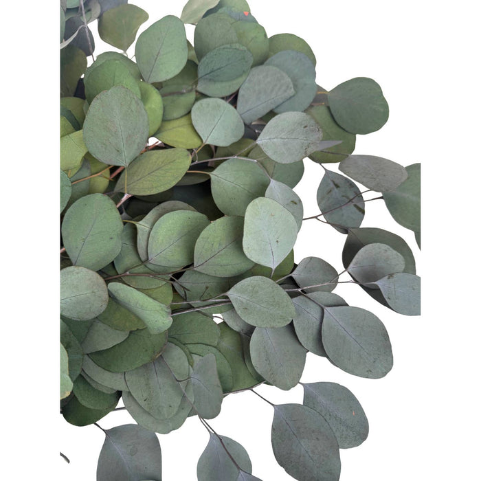 preserved eucalyptus bunch