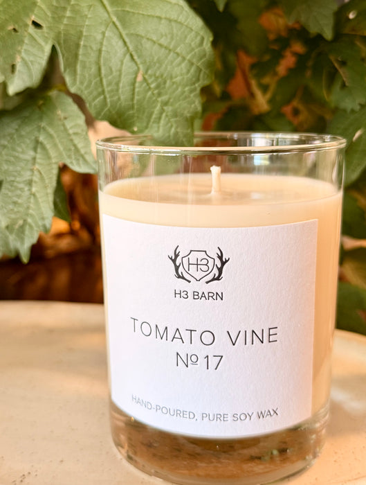 H3 BARN tomato vine no.17